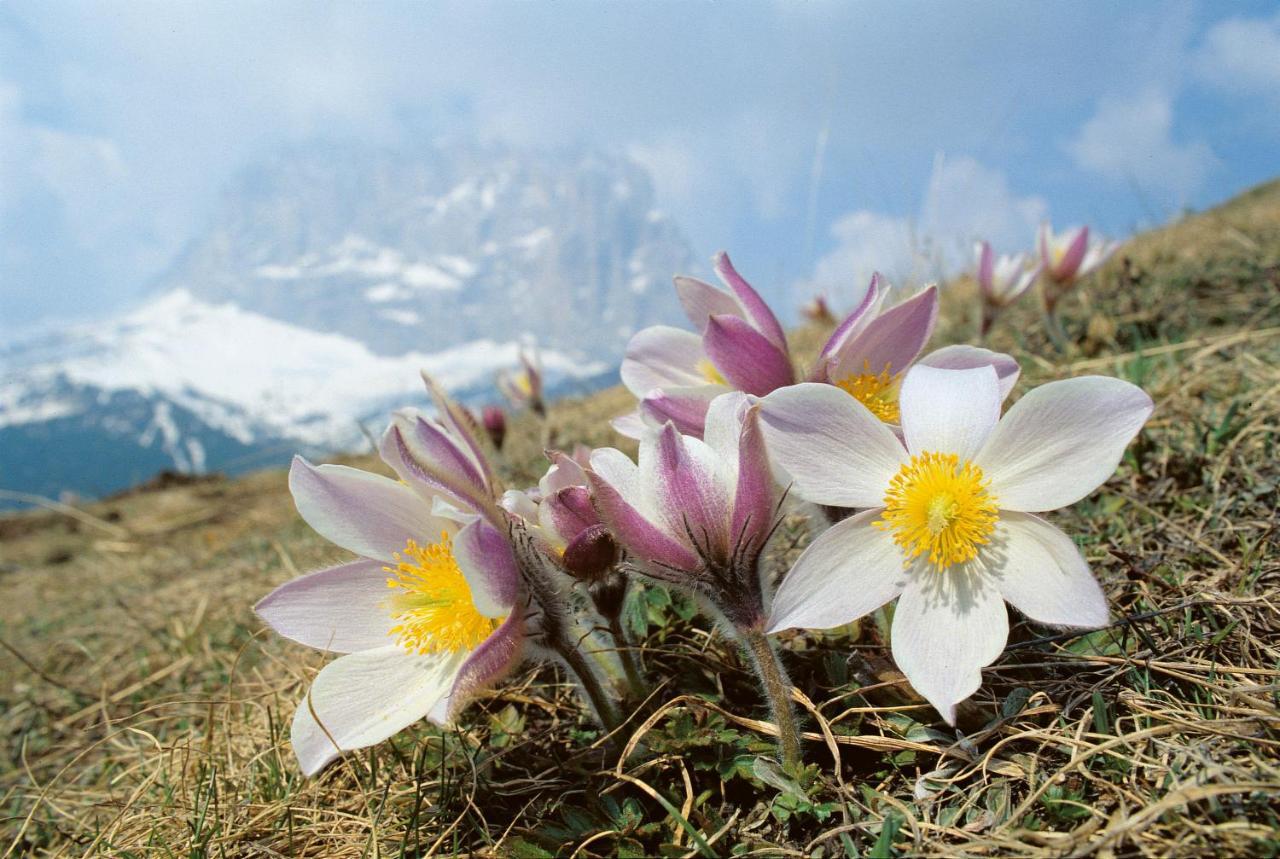 Hotel Vernel Santa Cristina Val Gardena Eksteriør billede